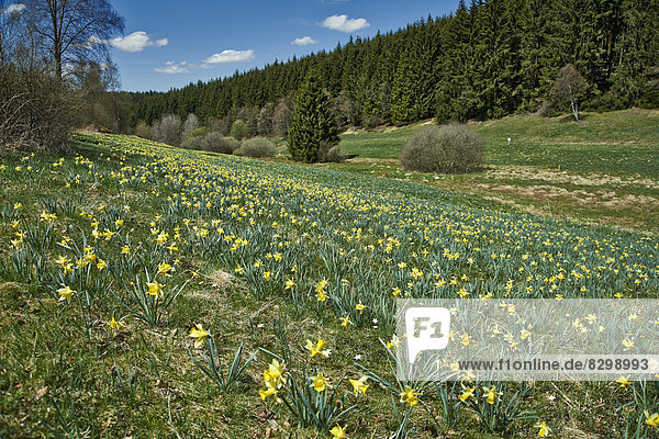 Wild wachsende Gelbe Narzissen (Narcissus pseudonarcissus)  Perlenbachtal  Nationalpark Eifel  Monschau-Hoefen  Nordrhein-Westfalen  Deutschland