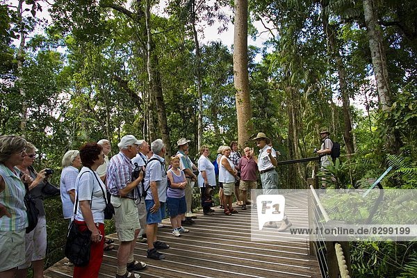Tourist  Holzweg  Schlucht  Australien  Regenwald