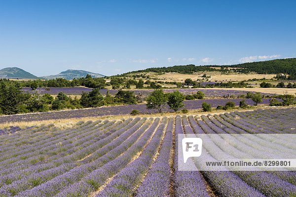 Lavender fields  Terrassieres  Provence  France  Europe