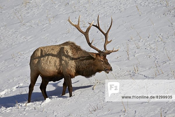 Vereinigte Staaten von Amerika  USA  Elch  Alces alces  Bulle  Stier  Stiere  Bullen  Winter  Nordamerika  Yellowstone Nationalpark  füttern  Wyoming