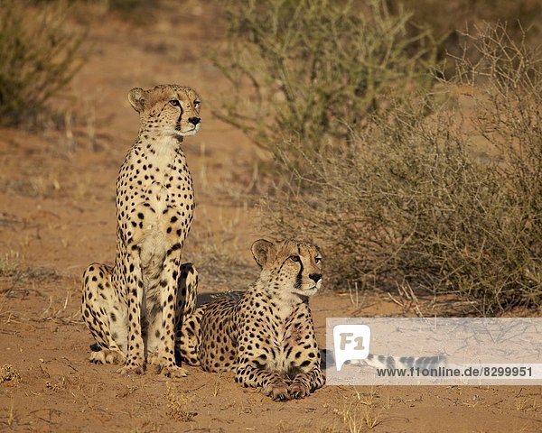 Südliches Afrika Südafrika Nostalgie Kalahari Afrika