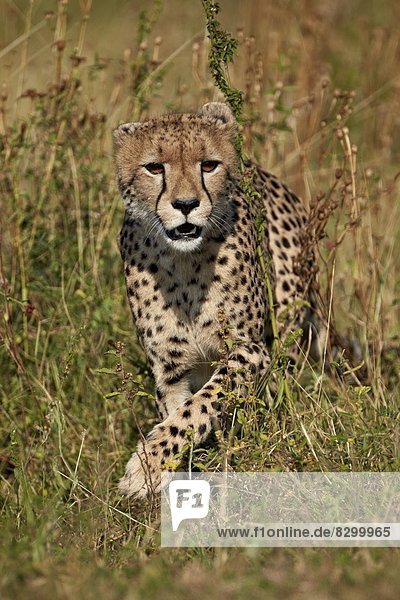 Südliches Afrika Südafrika Kruger Nationalpark Afrika