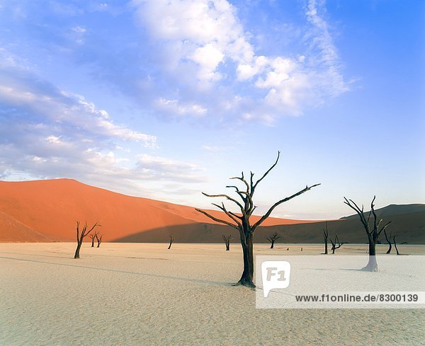 Baum Sand Namibia Namib Düne Namib Naukluft Nationalpark Afrika Dead Vlei