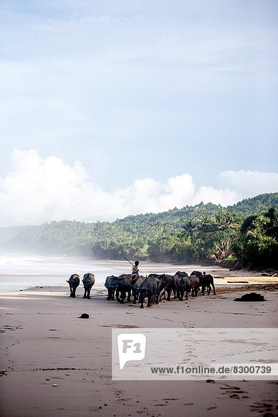 Buffalo herders on the beach in Sumba  Indonesia  Southeast Asia  Asia