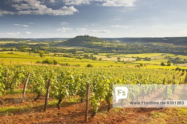 Vineyards near to the Beaux Village de France of Vezelay in the Yonne area  Burgundy  France  Europe