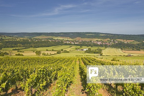 Vineyards above the village of Asquin in the Yonne area of Burgundy  France  Europe