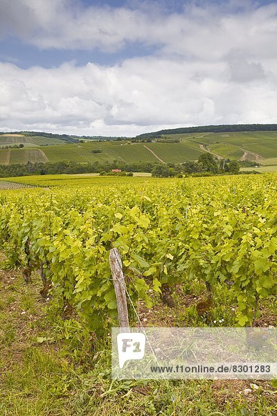 Champagne vineyards in the Cote des Bar area of the Aube department  Champagne-Ardennes  France  Europe