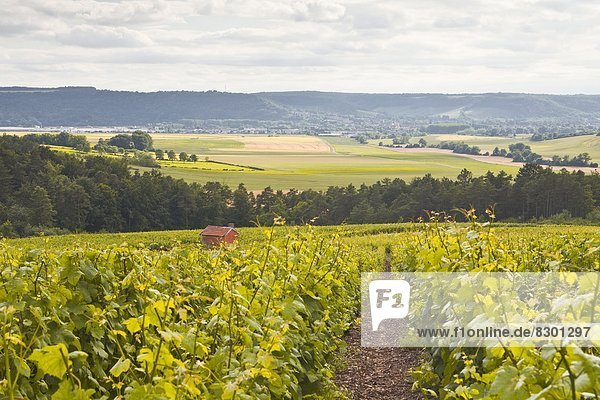 Champagne vineyards in the Cote des Bar area of Aube  Champagne-Ardennes  France  Europe