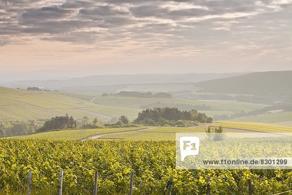 Champagne vineyards in the Cote des Bar area of the Aube department near to Les Riceys  Champagne-Ardennes  France  Europe