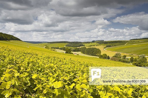 Champagne vineyards above the village of Viviers sur Artaut in the Cote des Bar area of the Aube department  Champagne-Ardennes  France  Europe