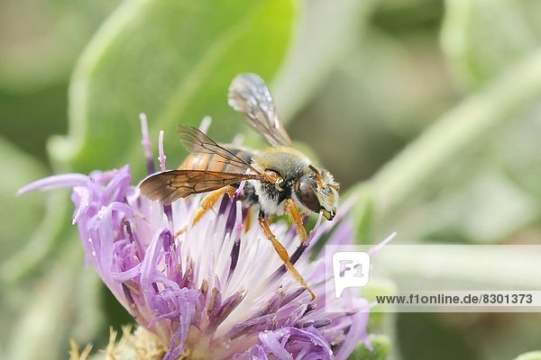 Europa  Blume  Algarve  Biene  Futter suchen  Nahrungssuche  Portugal  rund