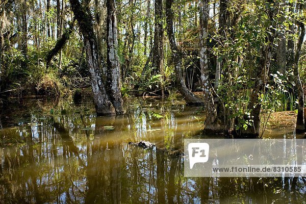 Alligator  Everglades National Park  Florida  USA