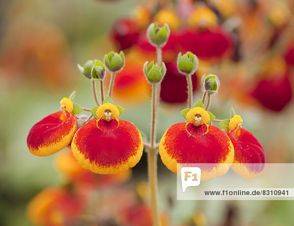 Calynopsis Pantoffelblumen Calceolaria spec. Hybrid calynopsis orange , blühend ...