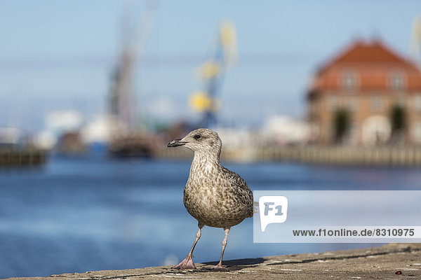 Herring Gull or European Herring Gull (Larus argentatus)  juvenile  in the harbour