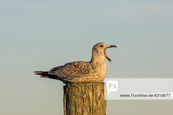 Herring Gull or European Herring Gull (Larus argentatus)  juvenile  perched on a post