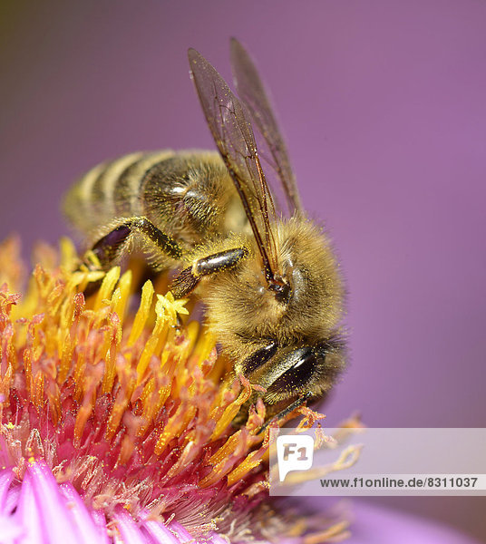 Honey bee (Apis mellifera) sitting on aster (Aster)  sucking up nectar