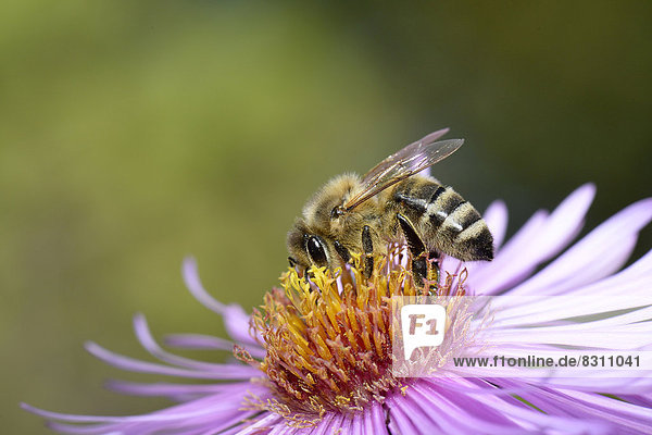Honigbiene (Apis mellifera) sitzt auf Aster (Aster) und saugt Nektar