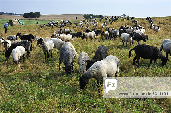 Flock of sheep on a pasture
