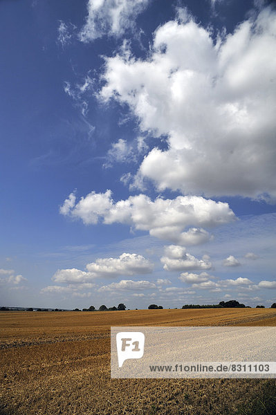 Großes geerntetes Weizenfeld mit Wolkenhimmel