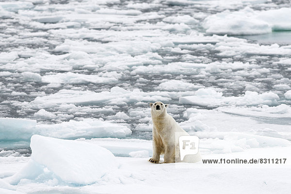 Eisbär (Ursus maritimus)  Männchen sitzt auf dem Packeis