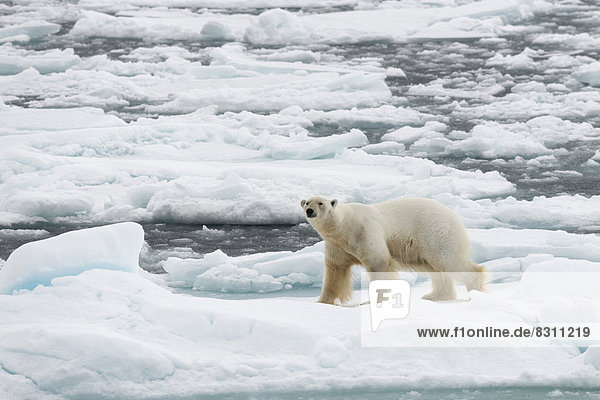 Eisbär (Ursus maritimus)  Männchen auf dem Packeis