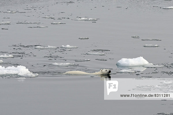 Eisbär Ursus maritimus Eis schwimmen