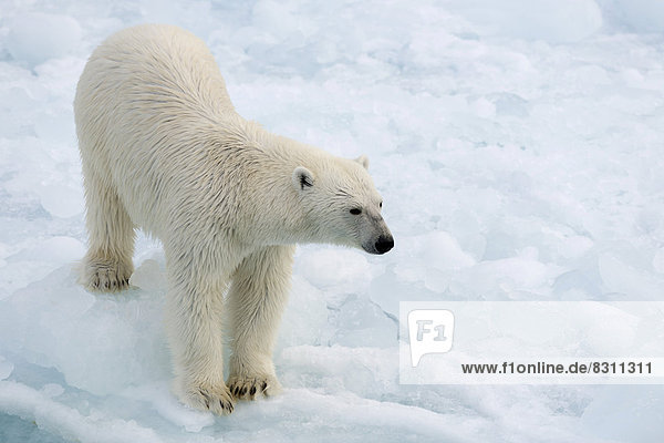 Eisbär (Ursus maritimus) auf dem Packeis