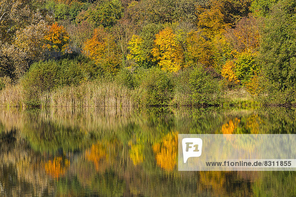 Herbstwald mit Spiegelung im Wernauer Baggersee