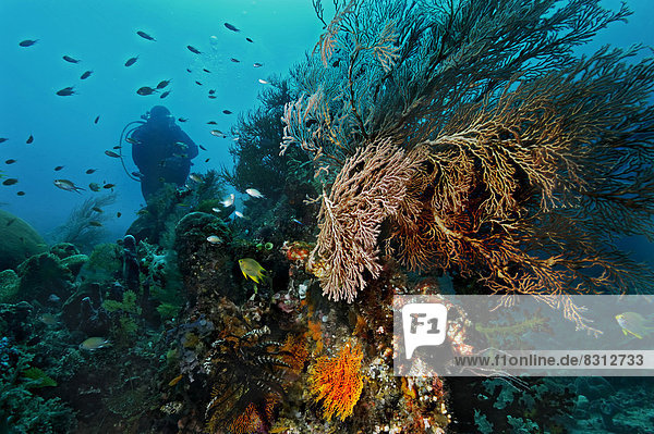 Sea Fans or Gorgonians (Scleraxonia)