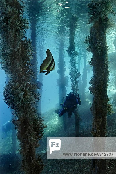 Longfin Batfish (Platax teira) under a jetty with a scuba diver