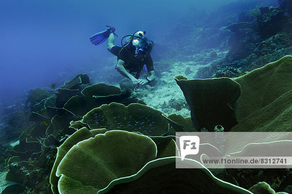 Velvet Corals (Montipora sp.) and a scuba diver