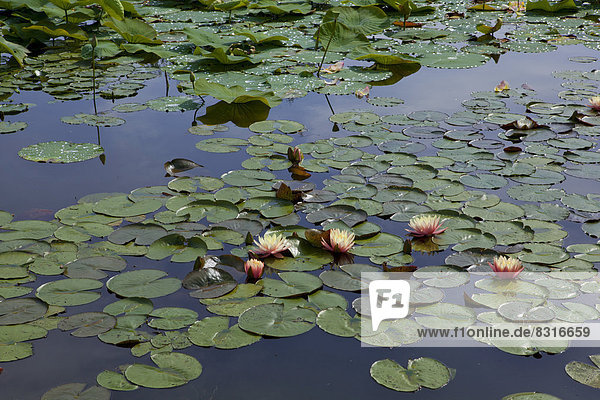 Leaves of the Indian Lotus or Sacred Lotus (Nelumbo nucifera) and Water Lilies (Nymphaea)