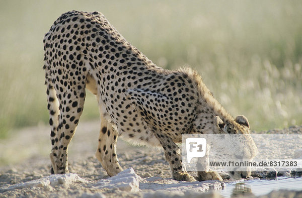 Gepard (Acinonyx jubatus) beim Trinken