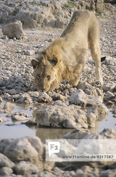 Löwe (Panthera leo) beim Trinken