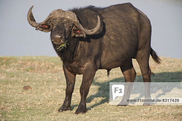Afrikanischer Wasserbüffel (Syncerus caffer)