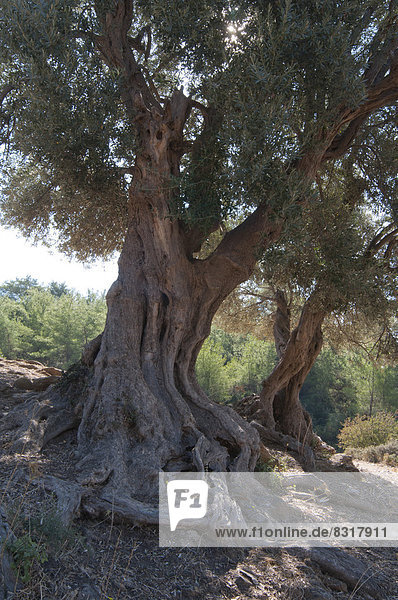 Olivenbäume (Olea europaea)