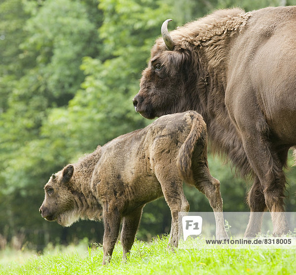 Wisent  Europäischer Bison (Bison bonasus)  Wisentkuh und Kalb  captive