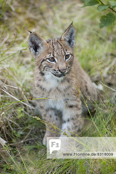 Eurasischer Luchs  Nordluchs (Lynx lynx)  Jungtier