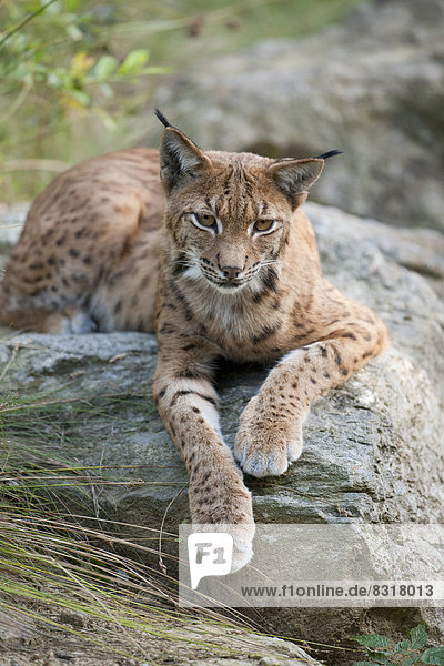 Eurasischer Luchs  Nordluchs (Lynx lynx) liegt auf einem Felsen