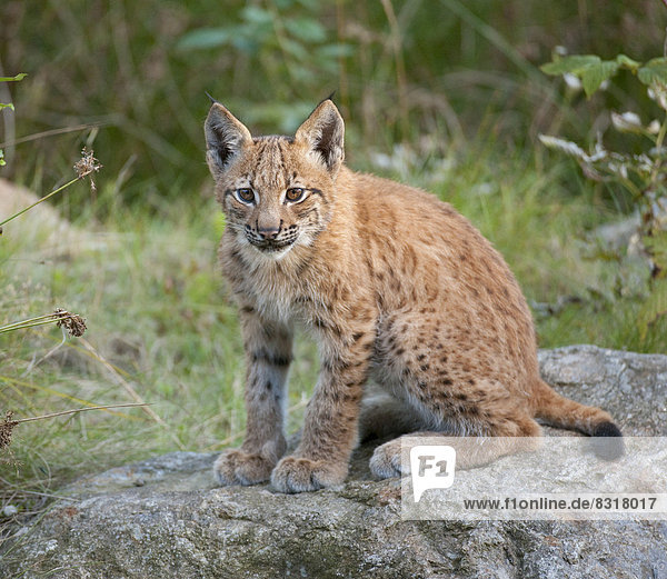 Eurasischer Luchs  Nordluchs (Lynx lynx)  Jungtier  sitzt auf einem Felsen