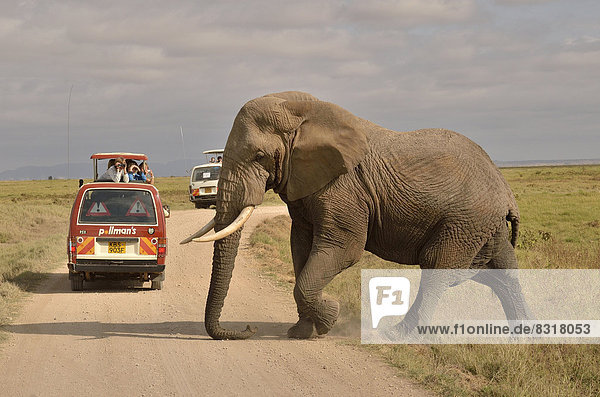 Elephant (Loxodonta africana) in front of a safari vehicle