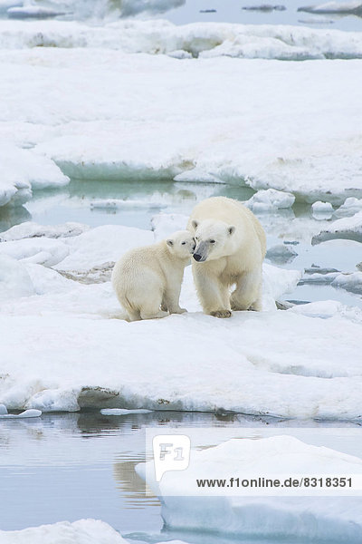 Eisbären (Ursus maritimus) auf einer Eisscholle  bei der Wrangelinsel  UNESCO-Weltkulturerbe  Weibchen mit Jungtier