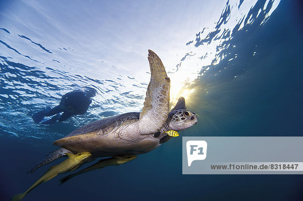 Wasserschildkröte Schildkröte Bodenhöhe Wasser gehen grün Himmel ausatmen