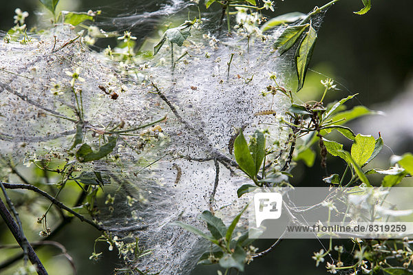 Web of the Oak Processionary (Thaumetopoea processionea)  nest of caterpillars