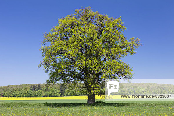 Einzelner Baum vor Rapsfeld