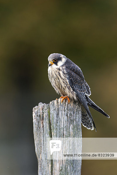 Rotfußfalke (Falco vespertinus)  Jungvogel