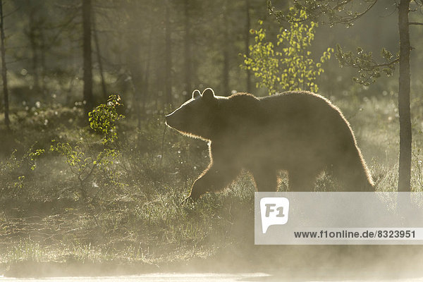 Braunbär (Ursus arctos) im Morgendunst
