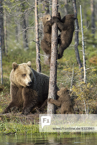 Braunbärin (Ursus arctos) und drei junge Braunbären an einem Baumstamm