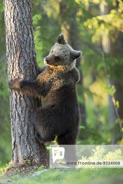 Braunbär (Ursus arctos) an Baumstamm