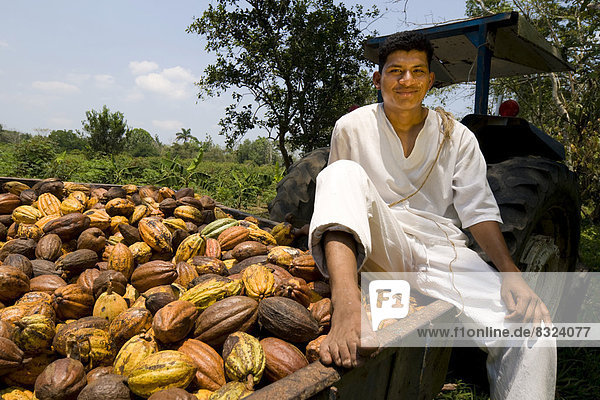 Landarbeiter bei der Kakao-Ernte auf der Kakao-Hacianda Jesús Maria